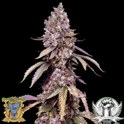 Sweet Seeds Black Muffin F1 Fast Version