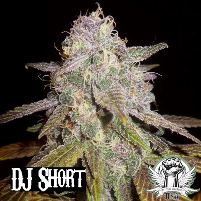 DJ Short Seeds Blueberry F5