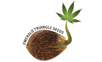 Emerald Triangle Seeds