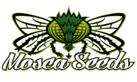 Mosca Seeds