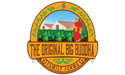 The Original Big Buddha Family Farms Seeds