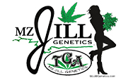 TGA Mz Jill Genetics Seeds