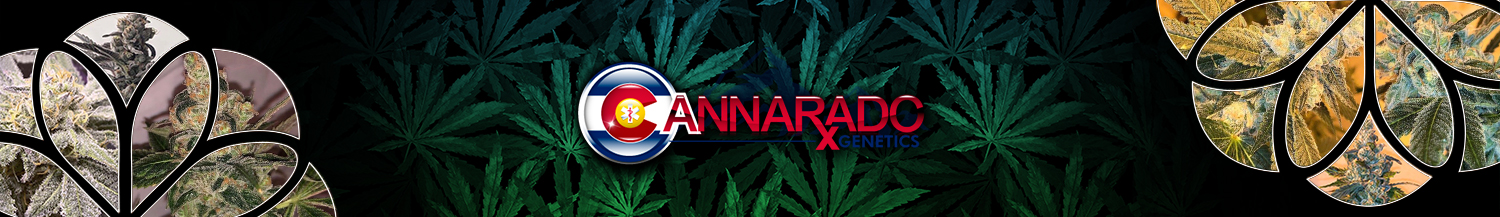 Cannarado Genetics Seeds