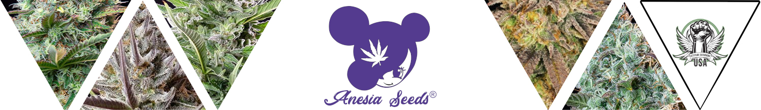 Anesia Seeds