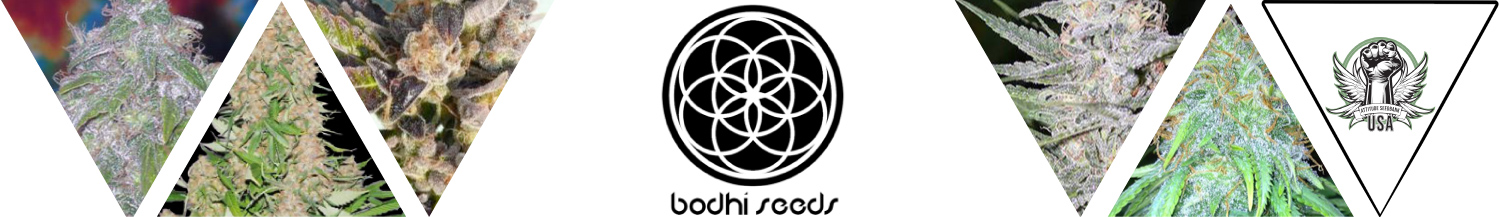Bodhi Seeds