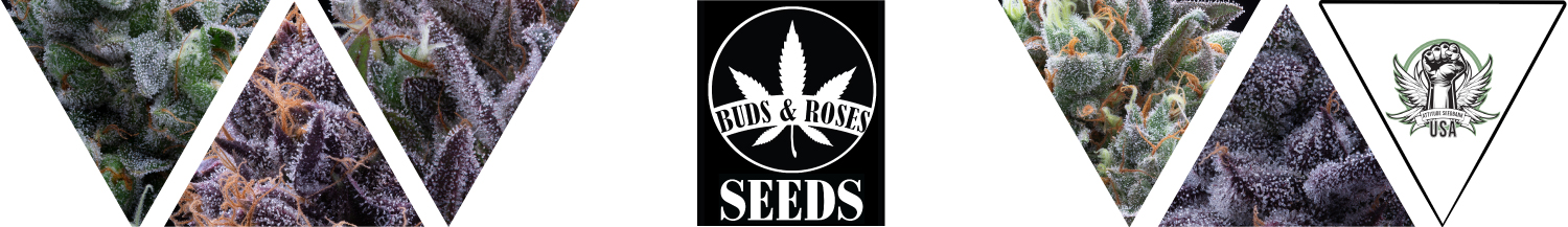 Buds and Roses Seeds