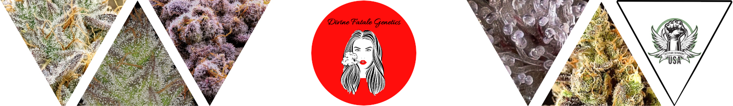 Divine Fatale Genetics Seeds