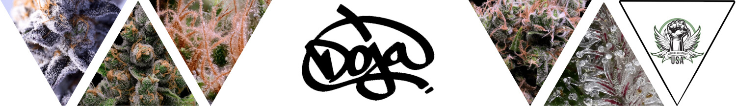Doja Seeds