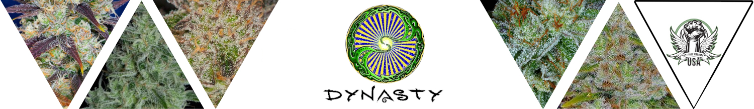 Dynasty Genetics Seeds