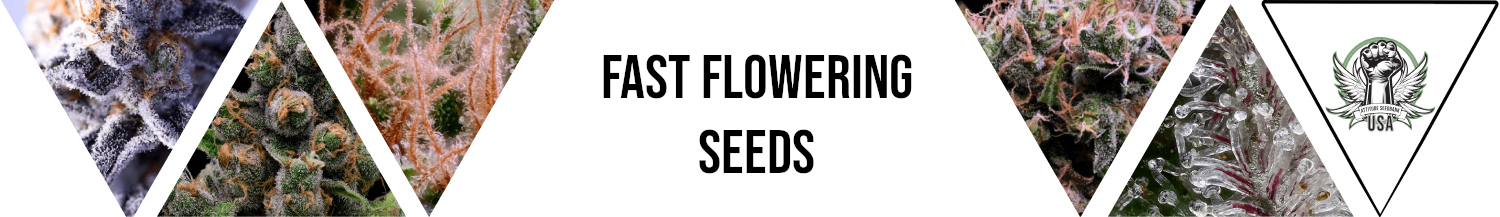 Fast Flowering Seeds
