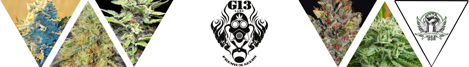 G13 Labs Seeds