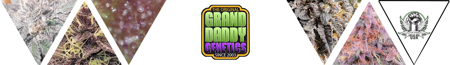 GrandDaddy Genetics Seeds