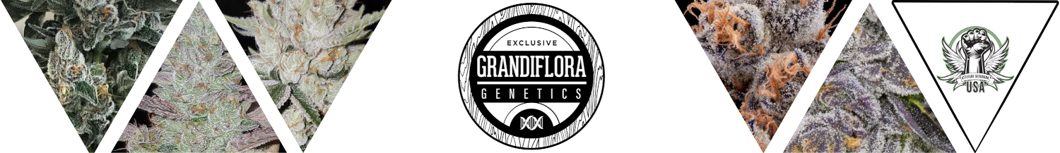 Grandiflora Genetics Seeds