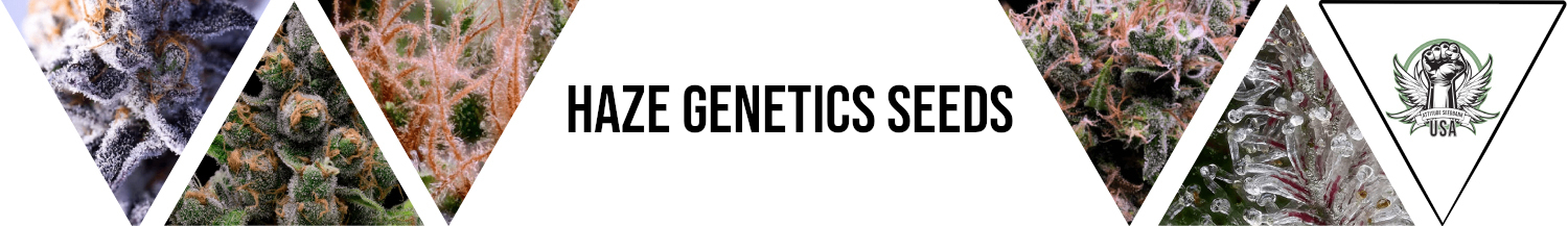 Haze Genetics Seeds