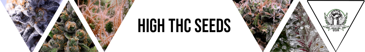High THC Seeds