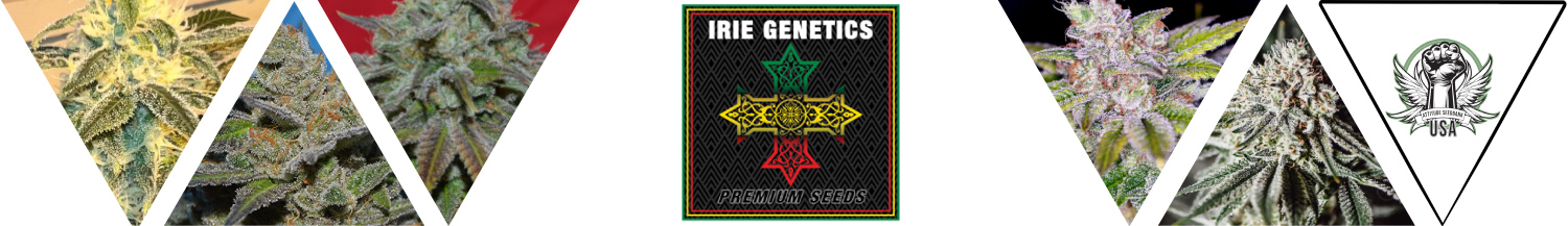 Irie Genetics Seeds