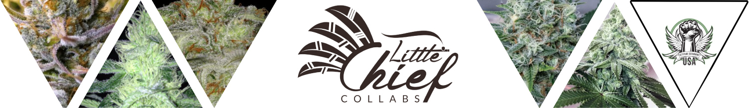 Little Chief Collabs Seeds