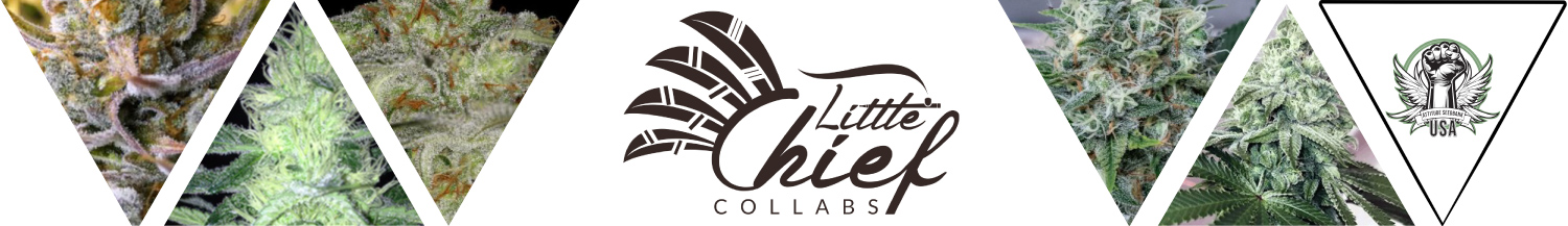 Little Chief Collabs Seeds - Cannabis Seeds - Attitude Seedbank USA