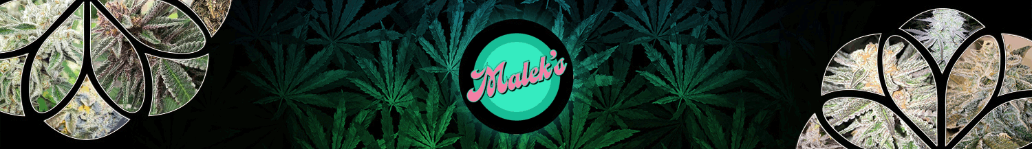 Malek's Premium Cannabis Seeds