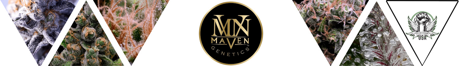 Maven Genetics Seeds
