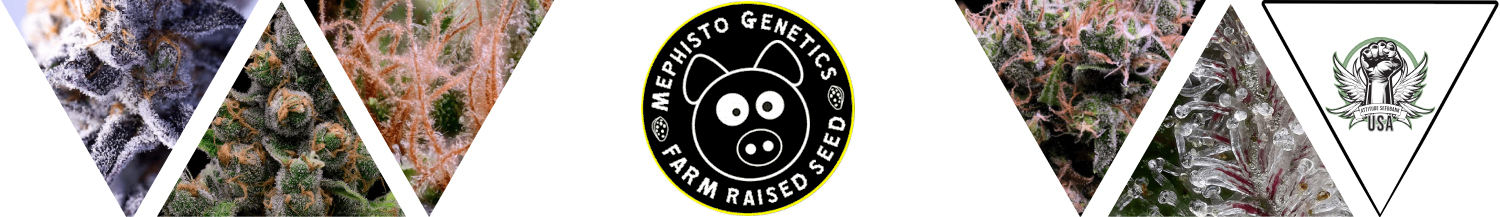 Mephisto Genetics Seeds