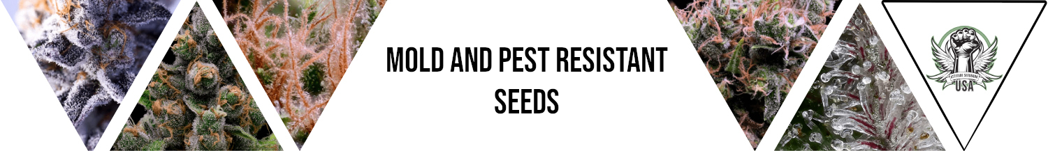 Mold / Pest Resistant Seeds