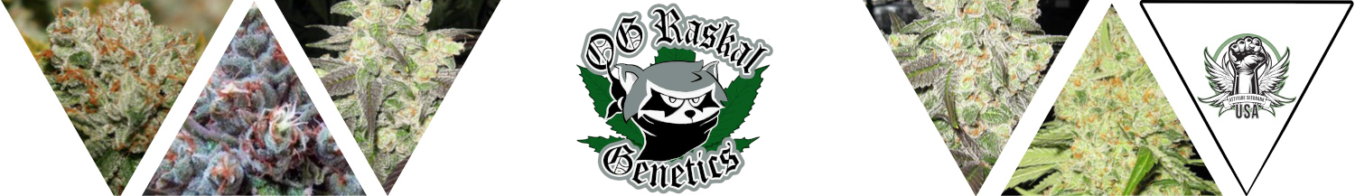 OG Raskal Seeds