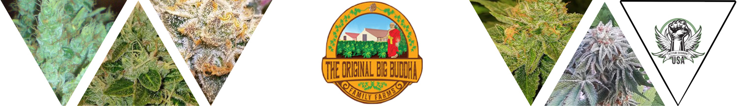 The Original Big Buddha Family Farms Seeds