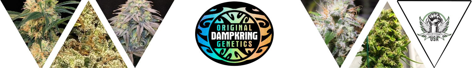 Original Dampkring Genetics Seeds