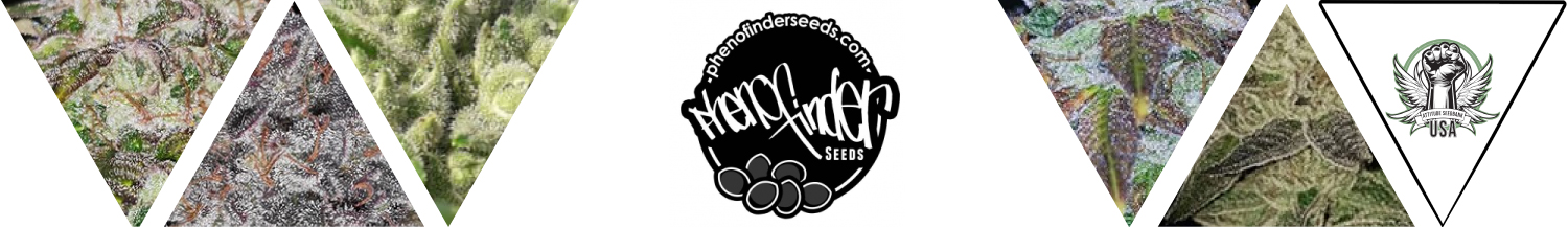 Pheno Finder Seeds