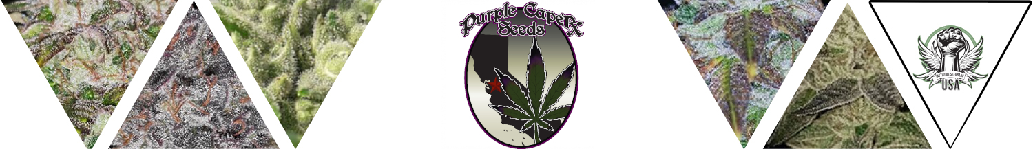 Purple Caper Seeds