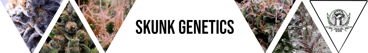 Skunk Genetics Seeds