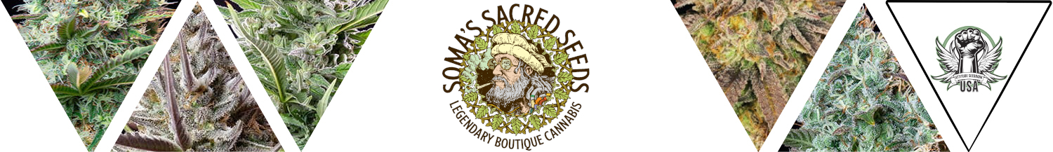 Soma Seeds