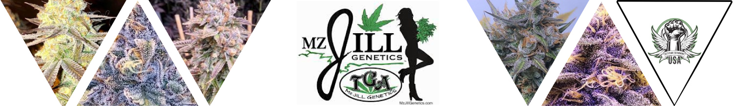 TGA Mz Jill Genetics Seeds