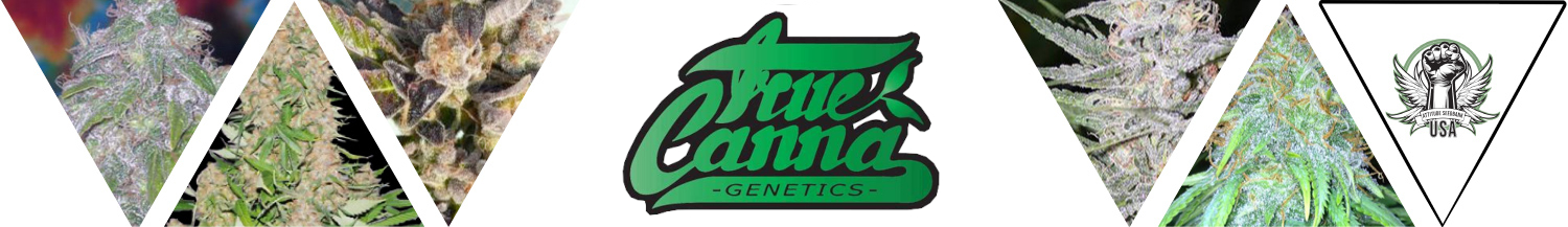 True Canna Genetics Seeds