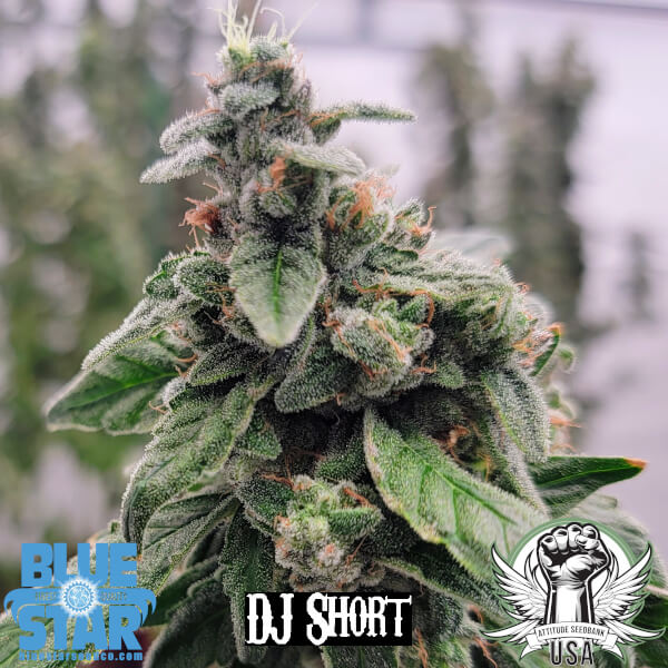 DJ Short Seeds 1998 F4 Blueberry S2 (Blue Star Seed Co Collab)
