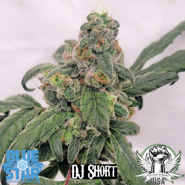 1998 f4 blueberry s2 2_600x600.jpg