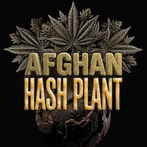 Barney's Farm Seeds Afghan Hash Plant AUTO