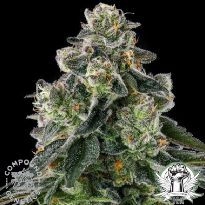 Compound Genetics Seeds Afters