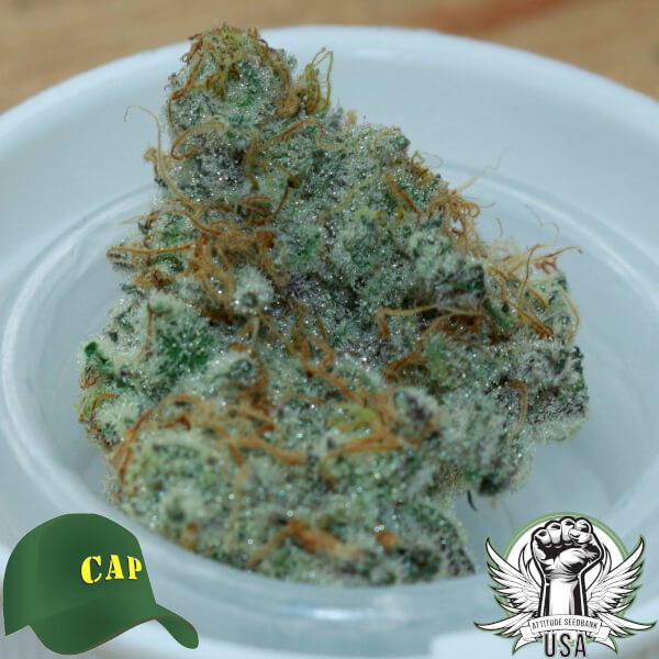 Capulator Seeds Alien Cookies #7 F2 S1