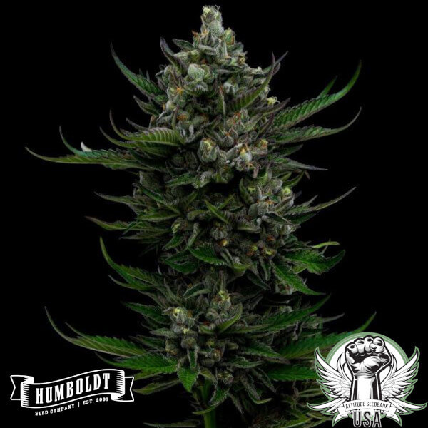 Humboldt Seed Company All Gas OG