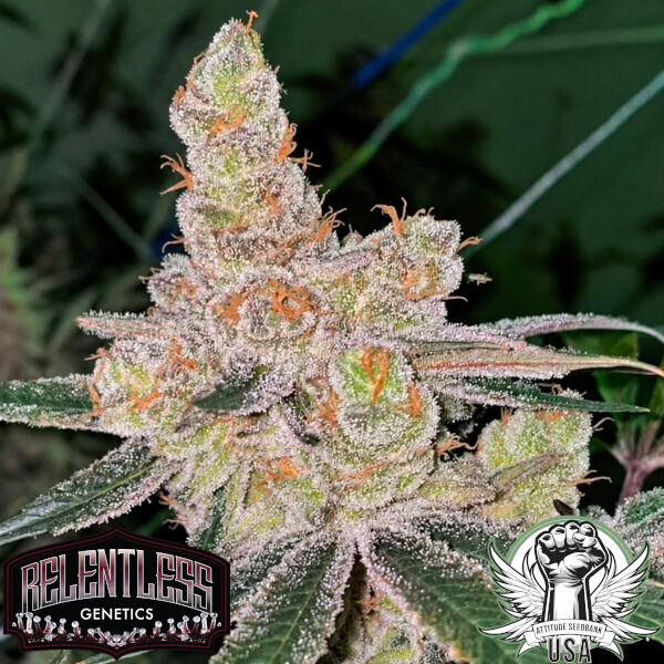 Relentless Genetics Seeds Amaretto Banana