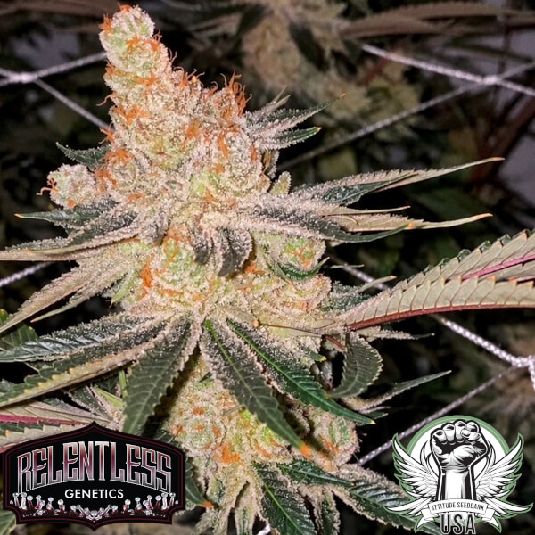 amaretto banana relentless 2_600x600.jpg