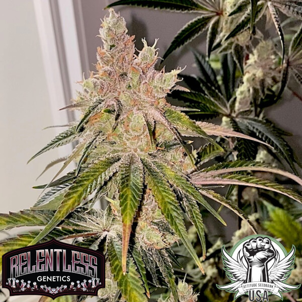 amaretto banana relentless 3_600x600.jpg