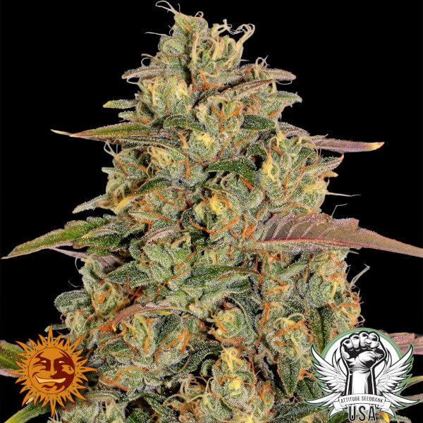 Barney's Farm Seeds Amnesia Lemon
