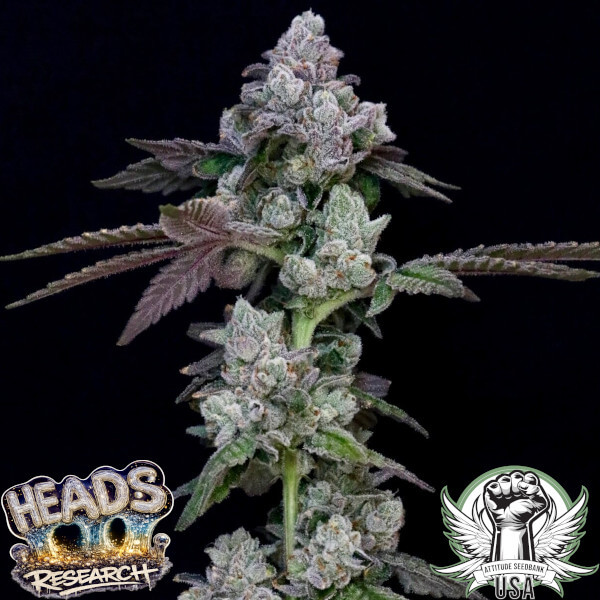 Heads Research Seeds Arancio Borealis