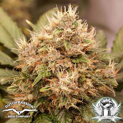 Dutch Passion Seeds Red Tropicana Cookies AUTO