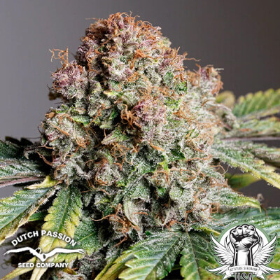 Dutch Passion Seeds Strawberry Soda AUTO