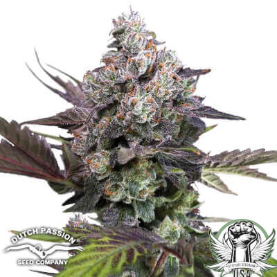 Dutch Passion Seeds Candy Bubatz XL