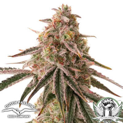 Dutch Passion Seeds Frozen Biscotti